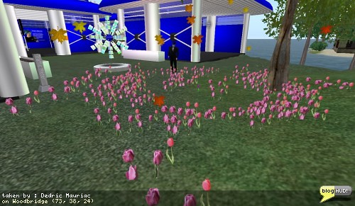 Growing flowers in a new way